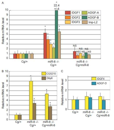 CG5210과 Dilp6를 제외한 나머지 호르몬들이 fat body autonomous하게 miR-8에 의해 조절됨