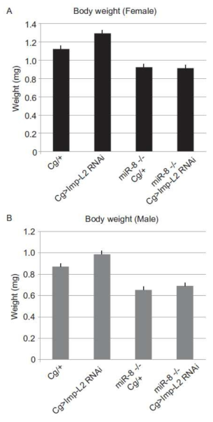miR-8 돌연변이로 인한 small body 표현형이 fat body 특이적 Imp-L2 knockdown에 의해 rescue 되지 않음