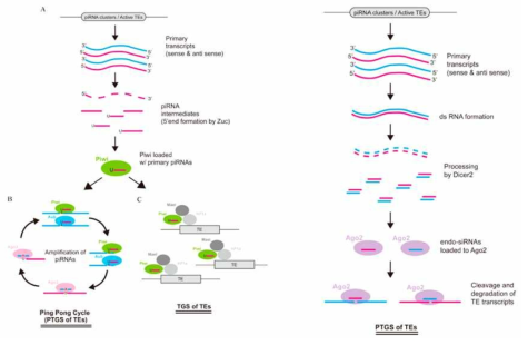 piRNA (왼쪽)와 endo-siRNA (오른쪽)의 생성과정 및 작용기전을 보여주는 그림