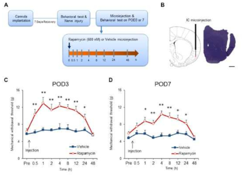 신경병증성 통증모델의 IC에서 rapamycin 투여 후 통증행동 관찰.
