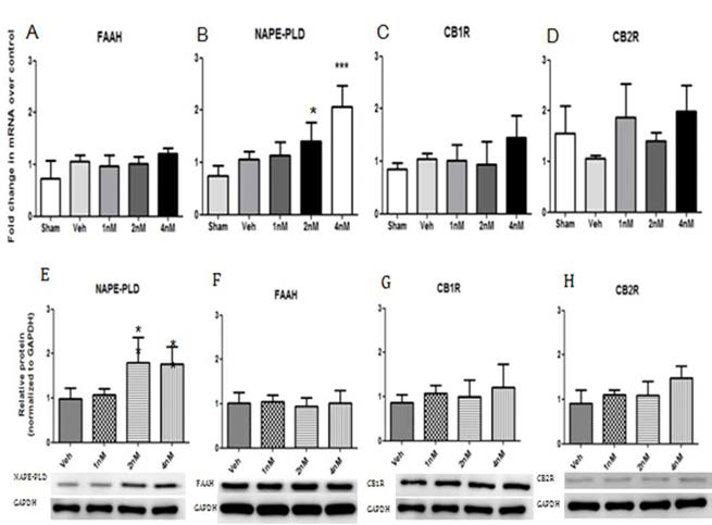 FAAH inhibitor 투여 이후 IC 에서 FAAH signaling pathway 관련인자 발현량 확인