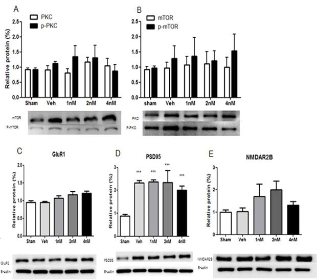 FAAH inhibitor 투여 이후 IC에서 mTOR 와 PKC의 발 현량 및 신경가소성 관련인 자 확인