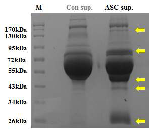 SDS-PAGE gel 상에서 con sup과 ASC sup의 단백질 패턴 차이