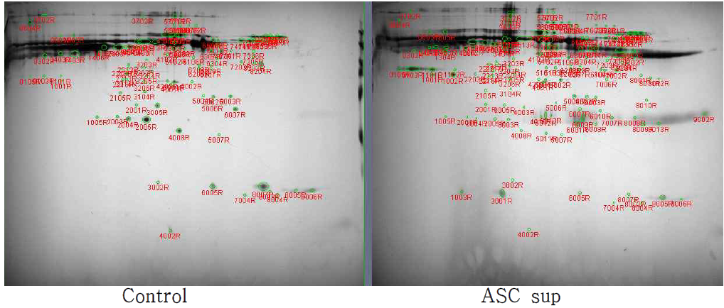 Control/ASCsup 비교 하였을 때 2-DE image