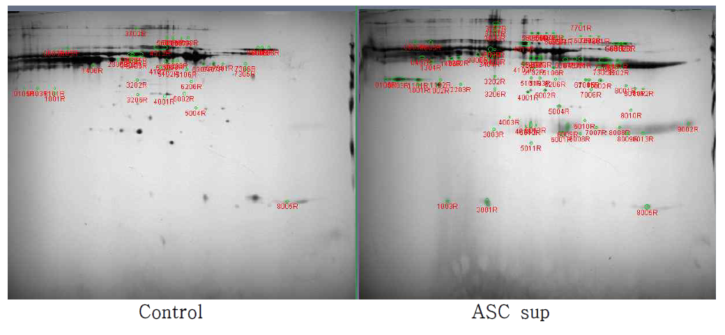 Control/ASC sup 비교 하였을 때 ASC에서 증가하는 82개의 spot