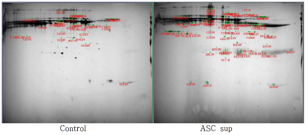 Control/ASC sup 비교 하였을 때 ASC sup 에서 감소하는 65개의 spot