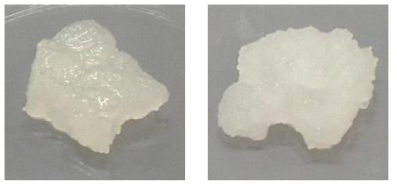 Ethanol-MC(10 wt%) 젤 (왼쪽)과 Ethanol-MC(11 wt%) 젤 (오른쪽)