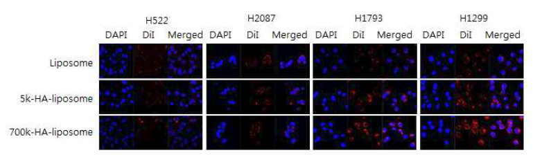 CD44 과발현 세포주에 대한 HA-liposome의 표적능 평가