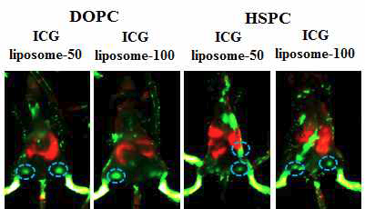 감시림프절 탐색을 위한 liposome 물질 최적화