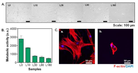 실크 분자량에 따른 실크 하이드로젤에 배양한 hMSC 세포의 (A) 위상차 현미경 이미지, (B)