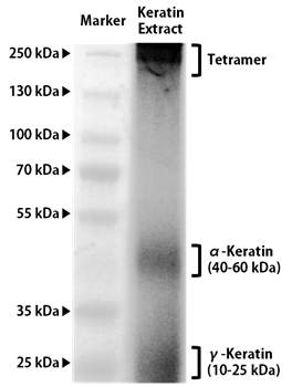 인간모발유래 케라틴 추출물의 SDS-PAGE 결과 이미지.