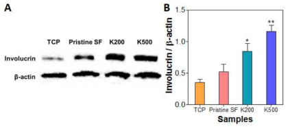 항균성 펩타이드를 고정화한 실크 피브로인 나노섬유 지지체에 10일간 배양한 각질세포에서 발현된 인볼루크린의 (A) 웨스턴 블로팅 결과와 (B) 베타액틴으로 표준화한 결과.
