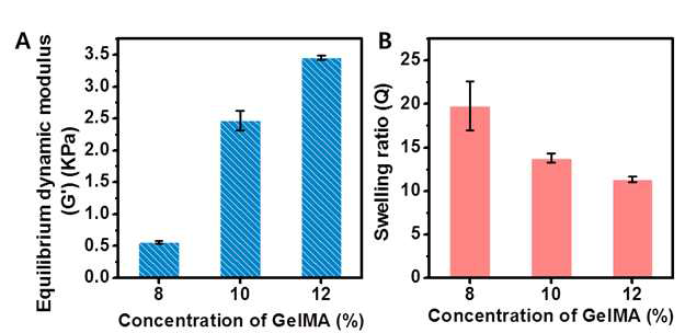 다양한 농도로 제조한 GelMA 하이드로젤의 (A) 평형 전단 탄성률, (B) 팽윤율.