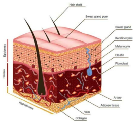 피부의 해부학적 구조.