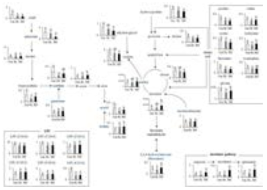 Schematic of the proposed metabolic pathway associated with red ginseng intake and the normalized intensities of identified metabolites. The horizontal axis of the bars shows the normalized intensity, and different letters on the bars represents significant difference at p<0.05.