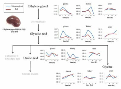 Schematic of the proposed metabolomic pathway of ethylene glycol based on plasma, kidney and urine metabolites analyzed by GC-MS.