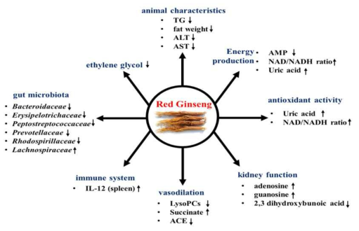 Summary of the effect of red ginseng intake on gut microbiota, metabolites, and immunune system.