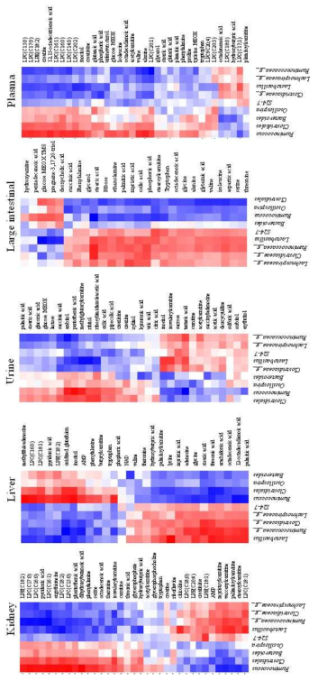 Correlation between metabolites and gut microbiota from HFD-induced mild obese rats with/without Kimchi intake.