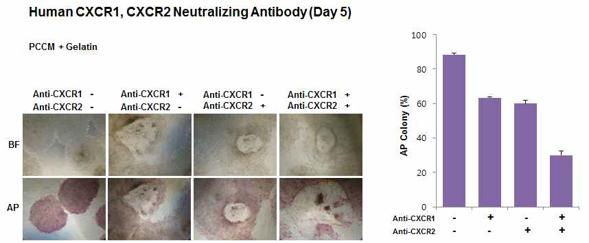 GRO 및 IL-8의 수용체를 중화항체를 이용하여 억제한 뒤 5일째 인간전분화능줄기세포의 모습.