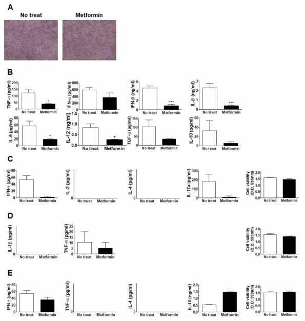 Metformin 처리에 의해 간독성이 나타나지 않음을 줄기세포 유래 간세포를 이용해 보임으로써 본 시스템을 증명함