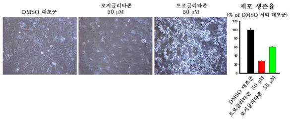 thiazolidinedione 약물 처리후 세포형태학적 변화 및 생존율 분석