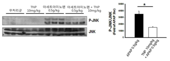 TNP 약물처리에 따른 APAP 간독성 보호효능분석 (JNK신호전달계 분석)