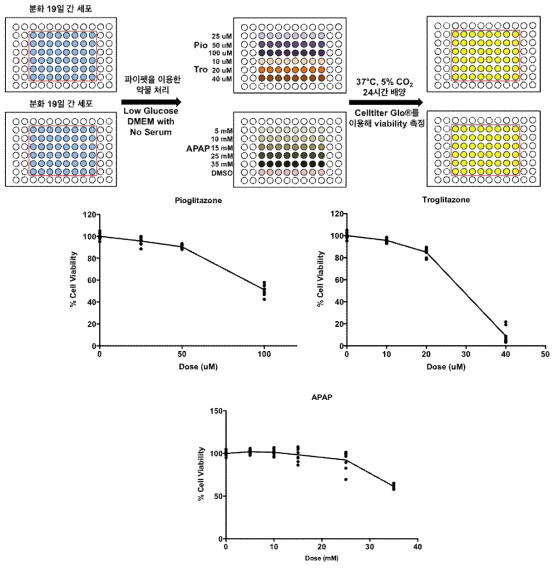 분화 19일째의 간세포의 각종 약물에 대한 반응 실험 도식(위)과 해당 방법으로 확인한 Pioglitazone (가운데 왼쪽), Troglitazone (가운데 오른쪽), Acetaminophen (APAP, 아래)에 대한 간세포의 반응