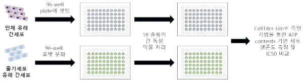 HTS 기반 줄기세포 유래 간세포를 통한 독성 분석 검증 모식도