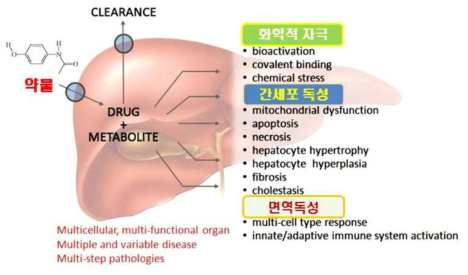 약물과 간독성