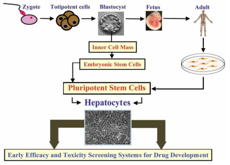 줄기세포에서 유래한 간세포 기반 신약개발 모식도