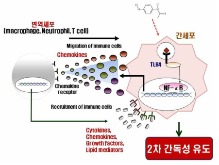 간세포에 의한 2차 면역독성