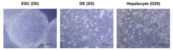 줄기세포 유래 간세포 분화 단계별 세포모양변화