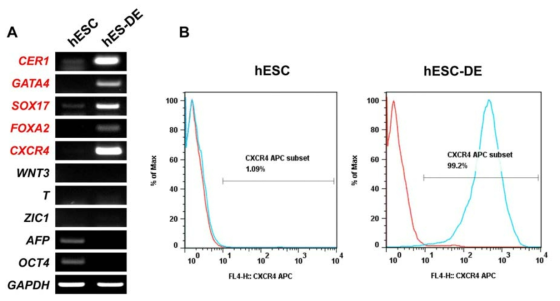 내배엽 분화 검증. A. RT-PCR분석 B. FACS분석