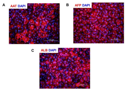 분화 간세포 검증 면역형광염색분석. A. AAT, B. AFP, C. Albumin