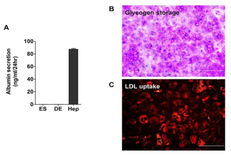 간세포 능력 검증 A. 간세포 알부민 분비, B. 글리코겐 저장, C. LDL의 간세포내 흡수