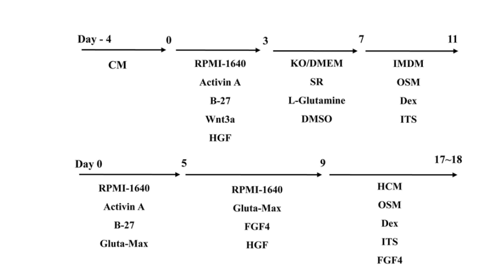 신규 간세포 분화프로토콜 모식도 Chen et al. 상, Choi et al, 하