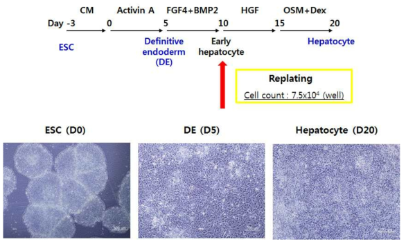 High throughput screening을 위한 간세포 분화 프로토콜
