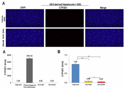 분화 간세포의 알콜반응에 따른 CYP2E1발현과 세포별 CYP2E1 발현비교