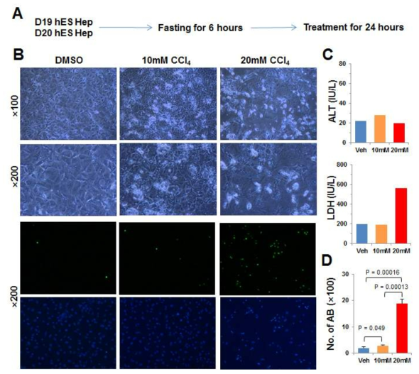 사염화탄소 처치에 따른 apoptotic 간세포 비교