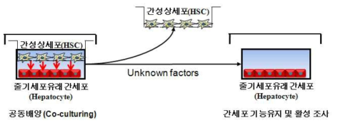 유도 간세포와 간성상세포와의 transwell을 이용한 공동배양기술 모식