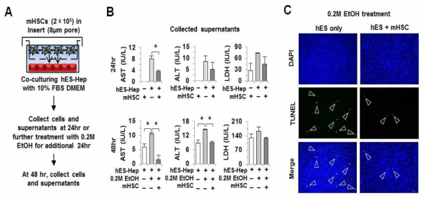 간성상세포와 공동배양된 유도 간세포에 알코올 처치 및 분석