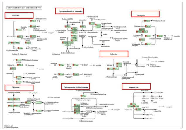 인간 간세포와 전분화능 배아줄기세포 유래 간세포 간에 발현변화를 보인 유전자들중 drug metabolism에 관여하는 유전자 분석 1