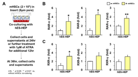 HTS 기반 인간배아줄기세포 유래 간세포/마우스 간성상세포와 공동배양연구 (A. 실험개요, B&C. 유전자 발현분석).