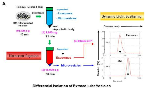 엑소좀 분리기술의 개요