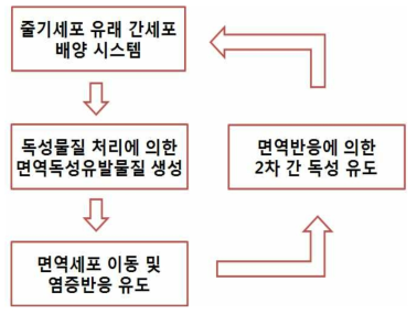 줄기세포 유래 간세포를 이용한 면역독성 (2차 간독성) 유도 개요