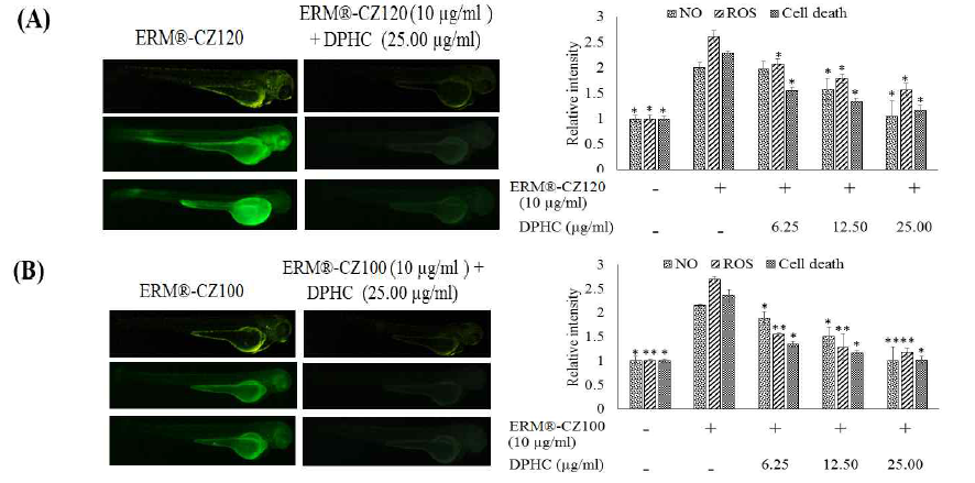 미세먼지로 자극한 zebrafish의 활성화에 대한 DPHC의 효능