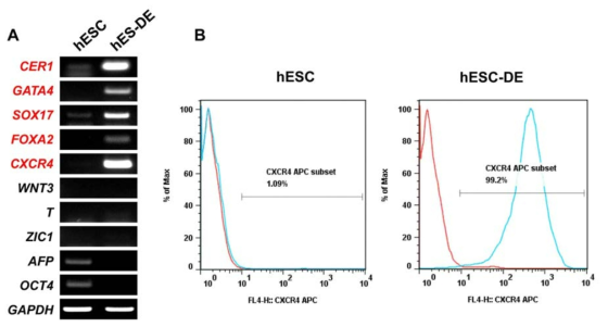 내배엽 분화 검증. A. RT-PCR분석 B. FACS분석