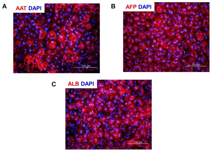 분화 간세포 검증 면역형광염색분석. A. AAT, B. AFP, C. Albumin
