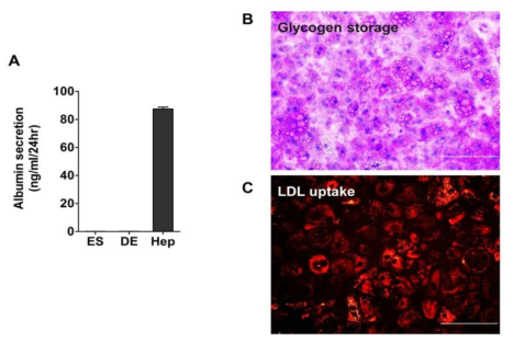 간세포 능력 검증 A. 간세포 알부민 분비, B. 글리코겐 저장, C. LDL의 간세포내 흡수