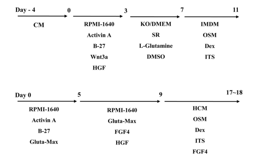 신규 간세포 분화프로토콜 모식도 Chen et al. 상, Choi et al, 하